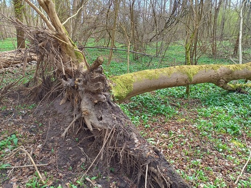 Umgestürzte Esche; Foto Luca 9.3.24 Umgestürzte Esche; Foto Luca 9.3.24