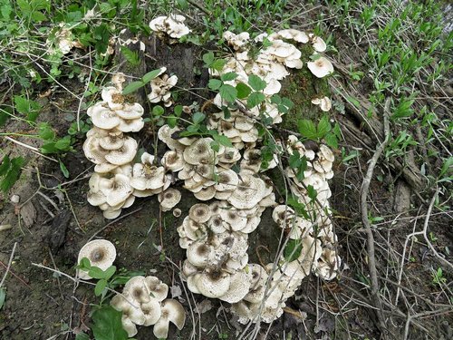 Getigerte Sägeblättlinge; Foto Michael 18.4.24 Getigerte Sägeblättlinge; Foto Michael 18.4.24