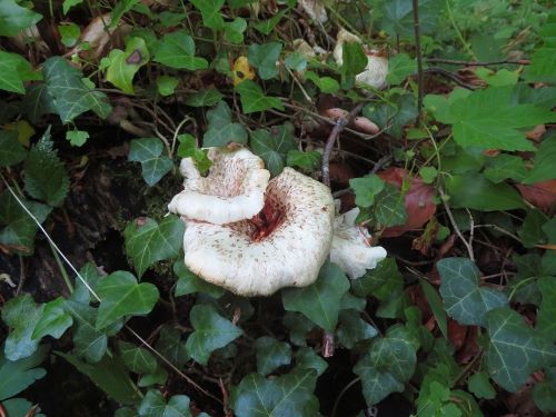 Getigerte Sägeblättlinge; Foto Michael 7.5.25