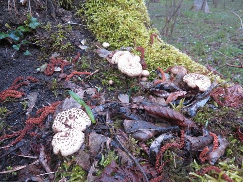 Getigerte Sägeblättlinge; Foto Michael 28.3.26