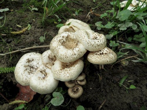 Getigerte Sägeblättlinge Nahaufnahme; Foto Michael 18.4.24 Getigerte Sägeblättlinge Nahaufnahme; Foto Michael 18.4.24