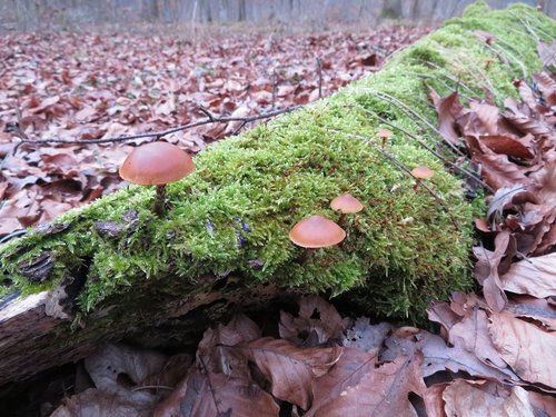 Gifthäublinge Michael 30.12.22 Gifthäublinge Michael 30.12.22