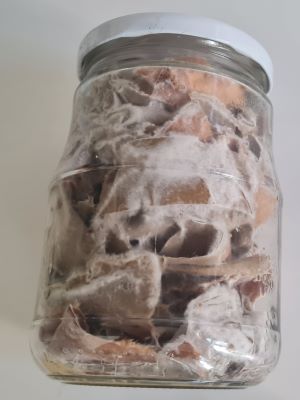 Glas mit befeuchteten Kartonstücken und Gehäckseltem von Austernpilzen; Foto Michael H. 3.3.25