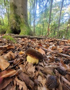 Glattstielige Hexenröhrlinge oder Laubwaldanhängselröhrlinge? Foto Verena 4.10.26