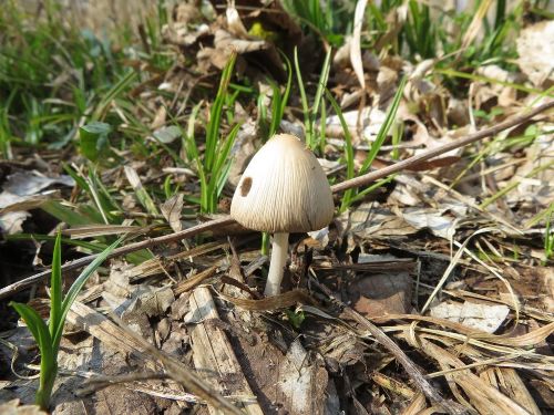 Glimmertintling; Foto Michael 23.3.26