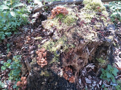 Glimmertintlinge Michael 6.4.23 Glimmertintlinge Michael 6.4.23