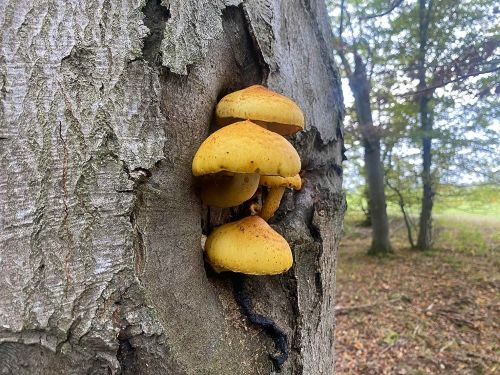 Goldfellschüpplinge; Foto Michael 21.10.25 Goldfellschüpplinge; Foto Michael 21.10.25