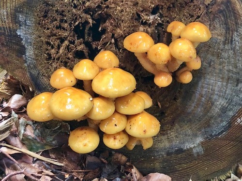 Goldfellschüpplinge Thomas 7.10.22 Goldfellschüpplinge Thomas 7.10.22