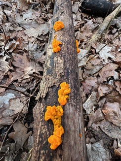 Goldgelber Zitterling; Foto Heiko 5.2.24 Goldgelber Zitterling; Foto Heiko 5.2.24