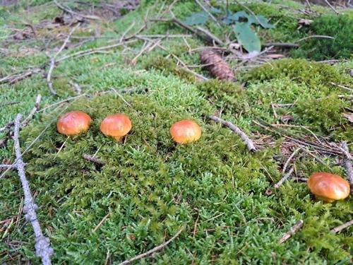 Vier Goldröhrlinge; Foto Mario 21.10.23 Vier Goldröhrlinge; Foto Mario 21.10.23