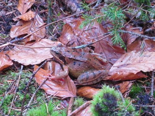 Grasfrosch; Foto Michael 12.11.25