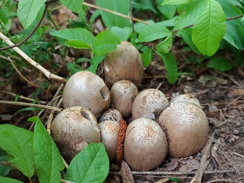 Graue Faltentintlinge; Foto Luca 24.3.24 Graue Faltentintlinge; Foto Luca 24.3.24