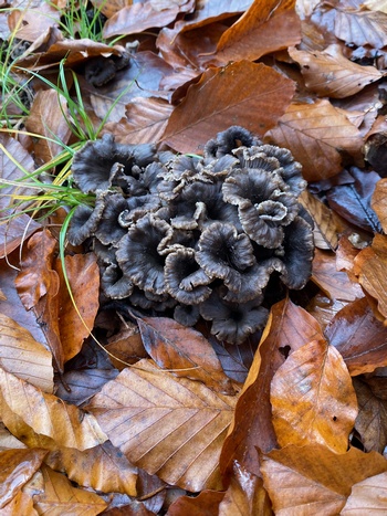 Graue Kraterellen; Foto Marie 21.11.23 Graue Kraterellen; Foto Marie 21.11.23