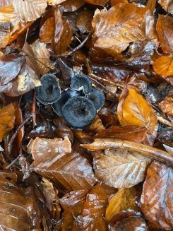 Graue Kraterellen von Nahem; Foto Marie 19.11.24