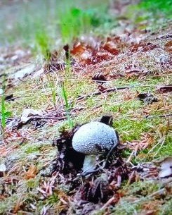 Grauer Wulstling; Foto Thomas 9.5.25