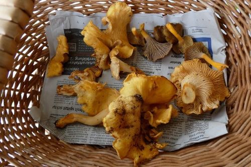 Große Amethystschuppige Pfifferlinge; Foto Sepp 5.10.25