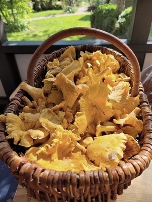 Große Pfifferlinge im vollen Korb; Foto Onno 3.9.23 Große Pfifferlinge im vollen Korb; Foto Onno 3.9.23