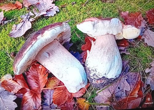 Zwei herrliche große Steinpilze; Foto Thomas 6.11.25