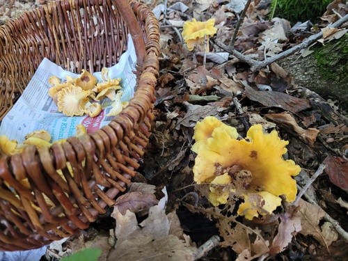 Großer Pfifferling neben Pilzkorb; Foto Onno 3.9.23 Großer Pfifferling neben Pilzkorb; Foto Onno 3.9.23