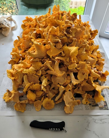 Großer Pfifferlingsfund von Onno; Foto Onno 17.9.23 Großer Pfifferlingsfund von Onno; Foto Onno 17.9.23