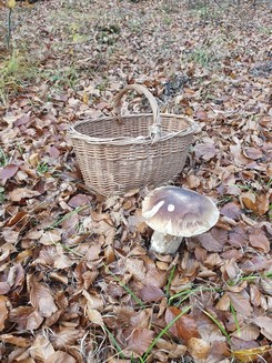 Großer Steinpilz mit Korb; Foto Agnes 12.11.25