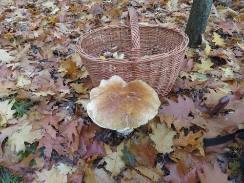 Pilzkorb und Steinpilz; Foto Michael 23.10.25 Pilzkorb und Steinpilz; Foto Michael 23.10.25