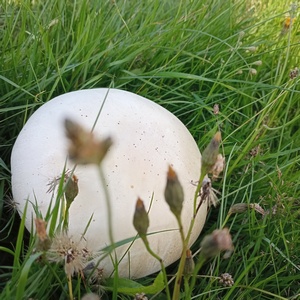 Großer Wiesenchampignon; Foto Klaus 20.8.2023