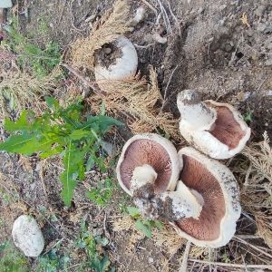 Großsporige Champignons 1; Foto Monika 25.5.25