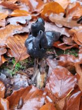 Giftige Grubenlorchel; Foto Verena 16.11.25