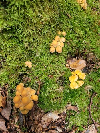 Pfifferlinge bei Grünblättrigen Schwefelköpfen; Foto Verena 5.10.25