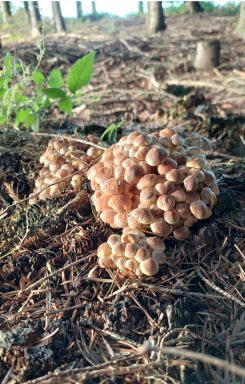 Grünblättrige Schwefelköpfe; Foto Martin 17.9.26