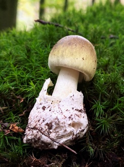 Giftiger Grüner Knollenblätterpilz; Foto Stefan 4.10.23 Giftiger Grüner Knollenblätterpilz; Foto Stefan 4.10.23