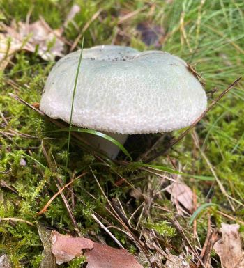 Herrlicher Grüngefelderter Täubling; Foto Uwe 12.7.24