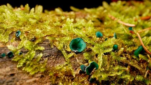 Grünspanbecherlinge; Foto Baeri 23.10.25