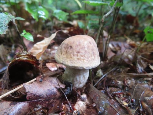 Junger Hainbuchenraufussroehrling; Foto Michael 23.6.25
