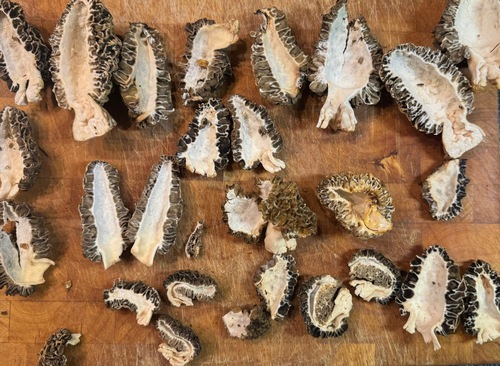 Halbierte Speisemorcheln; Foto Oliver 25.3.24 Halbierte Speisemorcheln; Foto Oliver 25.3.24