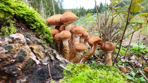 Hallimasche; Foto Christine 30.10.25 Hallimasche; Foto Christine 30.10.25