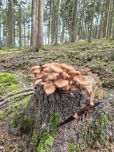 Hallimasche; Foto Jörn 3.10.25 Hallimasche; Foto Jörn 3.10.25