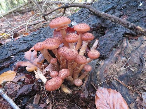 Hallimasche; Foto Michael 23.10.25 Hallimasche; Foto Michael 23.10.25