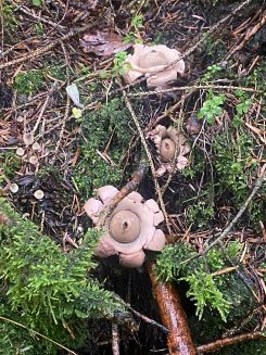 Halskrausenerdstern (ungenießbar); Foto Michael 5.10.25