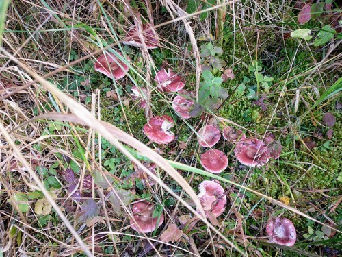 Harte Zinnobertäublinge Michael 7.8.23 Harte Zinnobertäublinge Michael 7.8.23