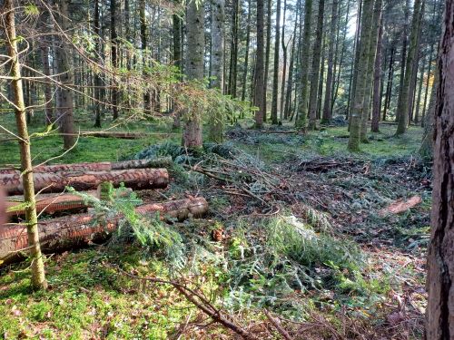 Ramponierter Wald nach Harvestereingriff; Foto Fritz 31.10.24 Ramponierter Wald nach Harvestereingriff; Foto Fritz 31.10.24