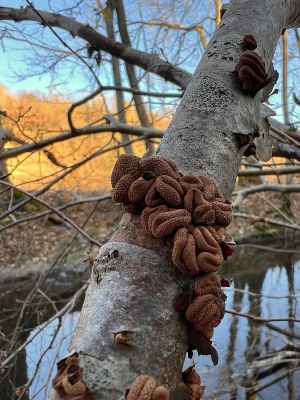 Haselkleibecherling; Foto 29.12.25