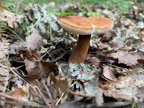 Ein seltener schützenswerter Hasen- oder Zimtröhrling; Foto Uwe 12.8.12 Ein seltener schützenswerter Hasen- oder Zimtröhrling; Foto Uwe 12.8.12