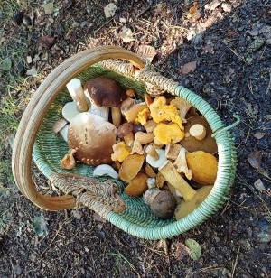 Heidruns Pilzkorb wird herbstlich bunter; Foto Heidrun 16.9.25