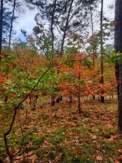Herbst im jungen Eichenwald des Flämings; Foto Gudrun 25.10.25