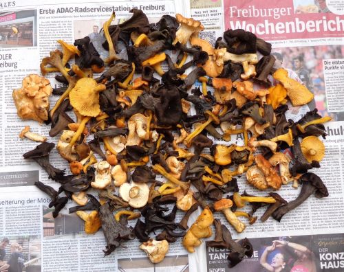 Herbsttrompeten, Pfifferlinge, Trompetenpfifferlinge, Semmelstoppelpilze; Foto Lars 30.9.25