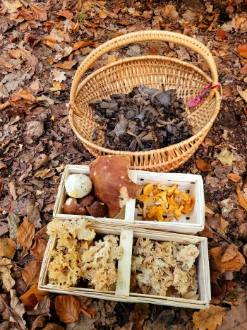 Prächtiger Herbstfund im prächtigen Wald; Foto Verena 20.10.25