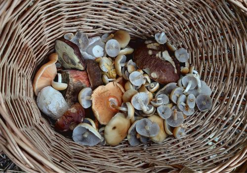 Blick in Martins herbstlichen Korb; Foto Martin 4.10.25