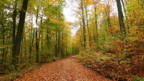 Herrlicher herbstlicher Laubwald; Foto Christine 1.11.25 Herrlicher herbstlicher Laubwald; Foto Christine 1.11.25